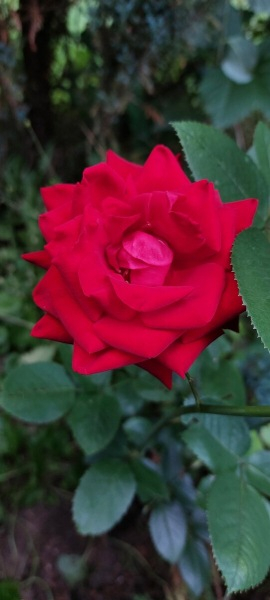 Шпаргалка по розам №17. На 31 июля – 01 августа 2021 года